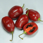 Ecuadorian Red Pepper for Hell sehr scharfer Rocoto aus Ecuador