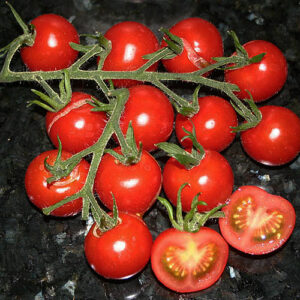 Ernteglück rote Kirschtomate honigsüß sehr ertragreich hervorragender Snack