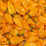 Fatalii superscharfer gelber Chili aus Afrika mit Zitrusnote gut geeignet zur Zubereitung von Hot Chicken