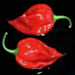 Fatalii Red rote Variante des gelben superscharfen Fatalii Chili aus Afrika leichte Erdbeernote