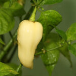 Fatalii White elfenbeinfarbene Variante des afrikanischen Fatalii Chili sehr scharf