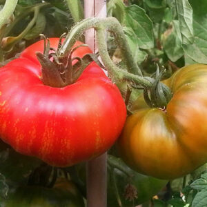 Feuerwerk mittelgroße Tomate mit Streifen und feinem Aroma