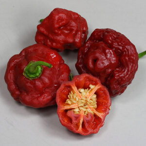 Foodorama Scotch Bonnet Red scharfer roter Scotch Bonnet Chili Vermächtnis der 2014 verstorbenen Züchterin Beth Boyd aus Houston in Texas (USA)