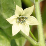 Georgia Black Blüte dunkelbraune Capsicum chinense Chili aus Georgia in den USA sehr gut geeignet zur Herstellung von dunklem Chilipulver