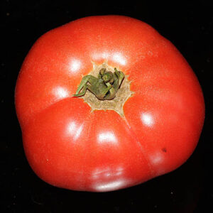 Giant Syrian gigantische Tomate aus Syrien mit ausgezeichnetem Aroma