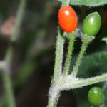 Goat Pepper Chili kleine scharfe dünnwandige längliche Beeren mit typischem Praetermissum Aroma