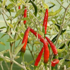 Goats Weed große und robuste Capsicum annuum Chili mit silbrig behaarten Blättern mittelscharfe rote Schoten