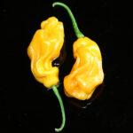 Goronong scharfe gewellte gelbe Habanero Chili aus Malaysia