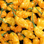 Goronong scharfe gewellte gelbe Habanero Chili aus Malaysia