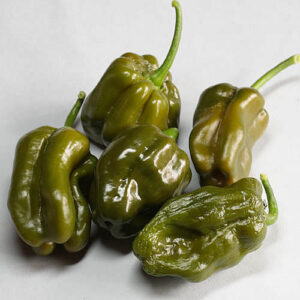 Green Habanero scharfe Habanero Kreuzung die bei Vollreife Ockergrün bleibt