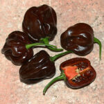 Guadeloupe Black sehr scharfe Scotch Bonnet Chili von den kleinen Antillen