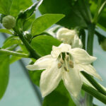 Blüte Guajillo in der mexikanischen Kühe sehr beliebte dunkelrote Capsicum annuum