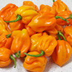 Habanero Big Sun superscharfe gelbe Capsicum chinense aus Zentral- und Südafrika