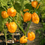 Habanero Big Sun superscharfe gelbe Capsicum chinense aus Zentral- und Südafrika