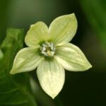 Habanero Big Sun Blüte superscharfe gelbe Capsicum chinense aus Zentral- und Südafrika