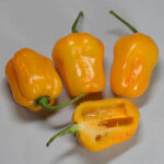 Habanero Gambia Orange wunderschöne und superscharfe Habanero aus Afrika mit exzellentem Aroma