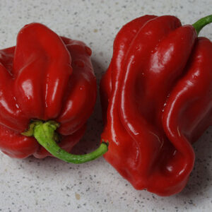 Habanero Guadeloupe superscharfer stark gefalteter dunkelroter Habanero von den Antillen