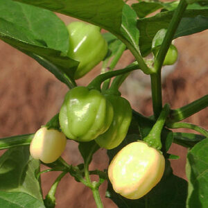 Habanero Ivory ertragreiche sehr scharfe elfenbeinfarbene Habanero