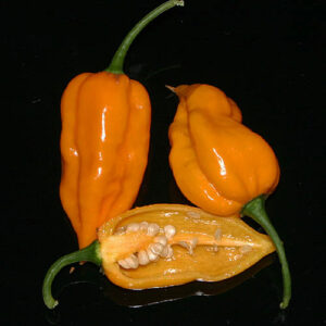 Habanero Naranja Picante Habanero Züchtung von Semillas tropfenförmige orange und sehr scharfe Schoten