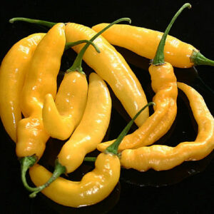 Habanero Neon Yellow von Semillas optimierte leuchtend gelbe wüchsige Habanero