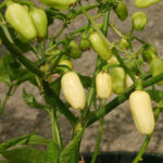 Habanero Peruvian White cremeweiße sehr scharfe Capsicum chinense Typ Habanero