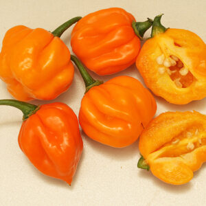 Habanero Petenero traditionsreiche scharfe Habanero aus Guatemala