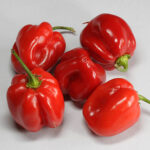 Habanero Surinam Red sehr scharfe rote Habanero aus Afrika verwandt mit Madame Jeanette