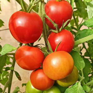 High Carotene sehr ertragreiche rot-orange Tomate mit frischem, fruchtigem Aroma soll dreimal so viel Beta-Carotine liefern als andere Tomaten