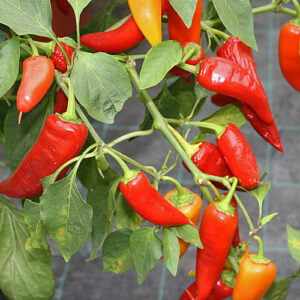 Hungarian Wax scharfe Paprika aus Hungarn die sich gut zum sauer Einlegen eignet