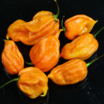 I Scream Scorpion superscharfe orange farbige Capsicum chinense Chili aus den USA auch Ice Cream Scorpion genannt