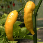 Inca Hot sehr scharfe und fruchtige Capsicum baccatum Chili aus Peru