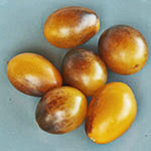 Indigo Kumquat ertragreiche gelb-violette Tomate