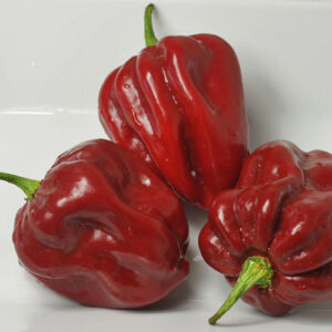 Isabela Island Red Habanero ist eine dunkelrote Habanero Akzession von der Insel Isabela der Galapagos-Inseln