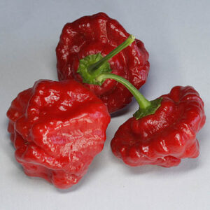 Jamaican Red Hot superscharfe rote Capsicum annuum aus Jamaica aufgrund ihres fruchtigen tropischen Aromas gut geeignet für Salsas