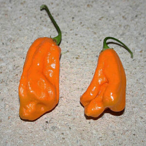 Jamaican Scotch Bonnet Long ist eine leuchtend orangefarbige längliche Scotch Bonnet Chili aus Jamaica