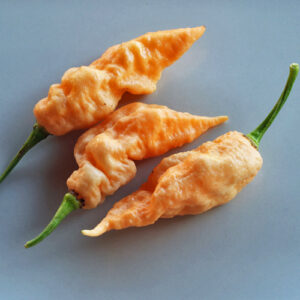 Jays Peach Ghost Scorpion pfirsichfarbene extrem scharfe Capsicum chinense Kreuzung aus den USA