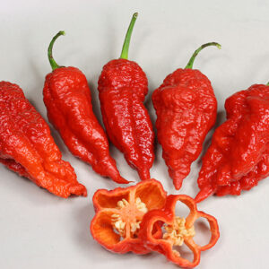 Jays Red Ghost Scorpion rote superscharfe Capsicum chinense aus den USA