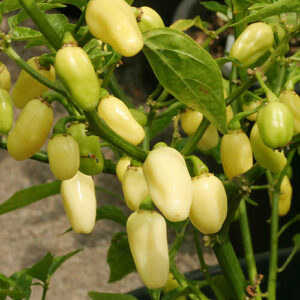 Jellybean sehr schöne und sehr scharfe ertragreiche Capsicum chinense Chili aus Peru