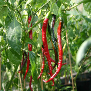 Joe's Long Cayenne ist die längste Cayenne Chili und beinahe die längste Chilisorte überhaupt