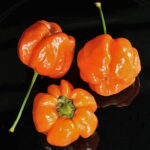 Kitchenpepper Peach ist die von Semillas entwickelte pfirsichfarbene Variante der Kitchenpepper scharfe Capsicum annuum