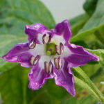 Blüte Large Red Rocoto große ertragreiche Capsicum pubescens