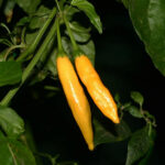 Lemon Drop sehr bekannte und beliebte gelb leuchtende und mittelscharfe Capsicum baccatum Chili aus Peru