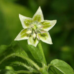 Lemon Drop Blüte sehr bekannte und beliebte gelb leuchtende und mittelscharfe Capsicum baccatum Chili aus Peru