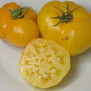 Lemony gelbe Tomate alte russische Haussorte ertragreich mit sehr gutem Aroma