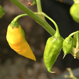 Limón sehr scharfe super ertragreiche gelbe Capsicum chinense aus Peru