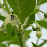 Blüte Limón sehr scharfe super ertragreiche gelbe Capsicum chinense aus Peru