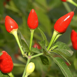 Little Elf Capsicum annuum Zierchili vom Typ Pequin reift nach Rot ab