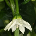 Blüte Marconi Red süße knackige leicht rauchige Gemüsepaprika aus Italien