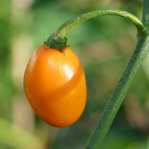 Mini Rocoto frühe Capsicum pubescens kleine orangefarbene mittelscharfe Chili