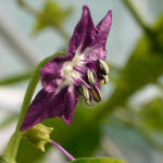 Blüte Mini Rocoto frühe Capsicum pubescens kleine orangefarbene mittelscharfe Chili